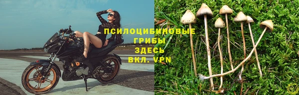 PSILOCYBIN Тында