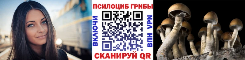 Галлюциногенные грибы Psilocybe  Изобильный 